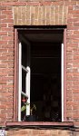 DSC 6271  Window with Flower, Quebec City