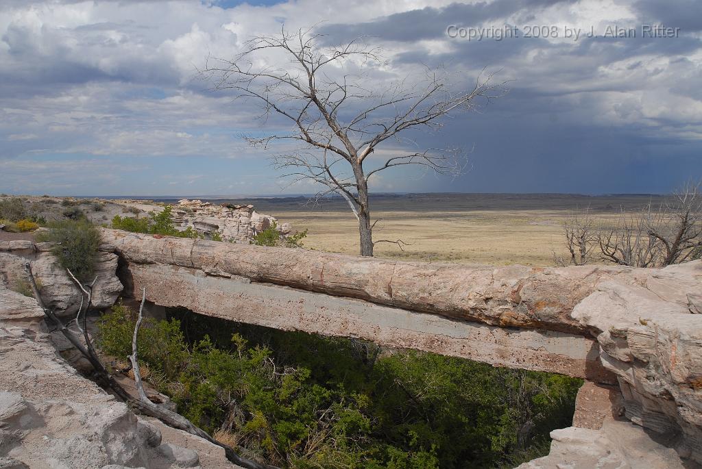 Slide_011.jpg - Originally self-supporting, this petrified log bridge was reinforced to prevent its collapse.