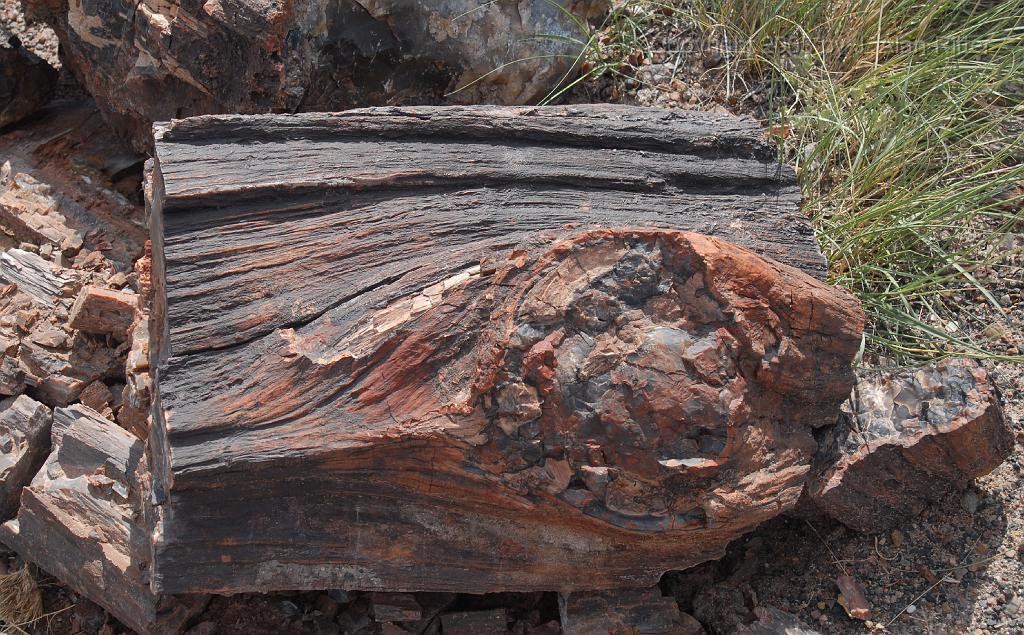 Slide_018.jpg - Petrified knot.  Notice the well-preserved grain patterns flowing around the knot.